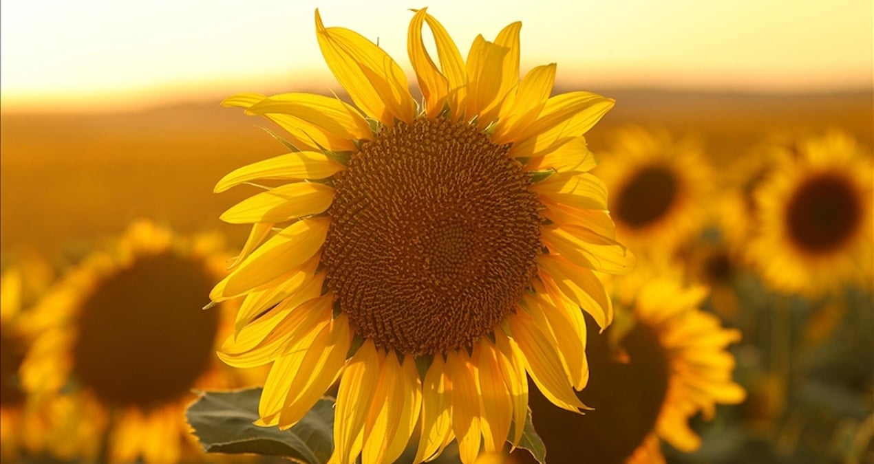 Ayçiçeği tohumu ve yağında gümrük vergileri yeniden düzenlendi