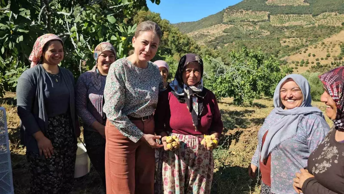 Aydın’da Sarı Lop İncir Hasadı Başladı