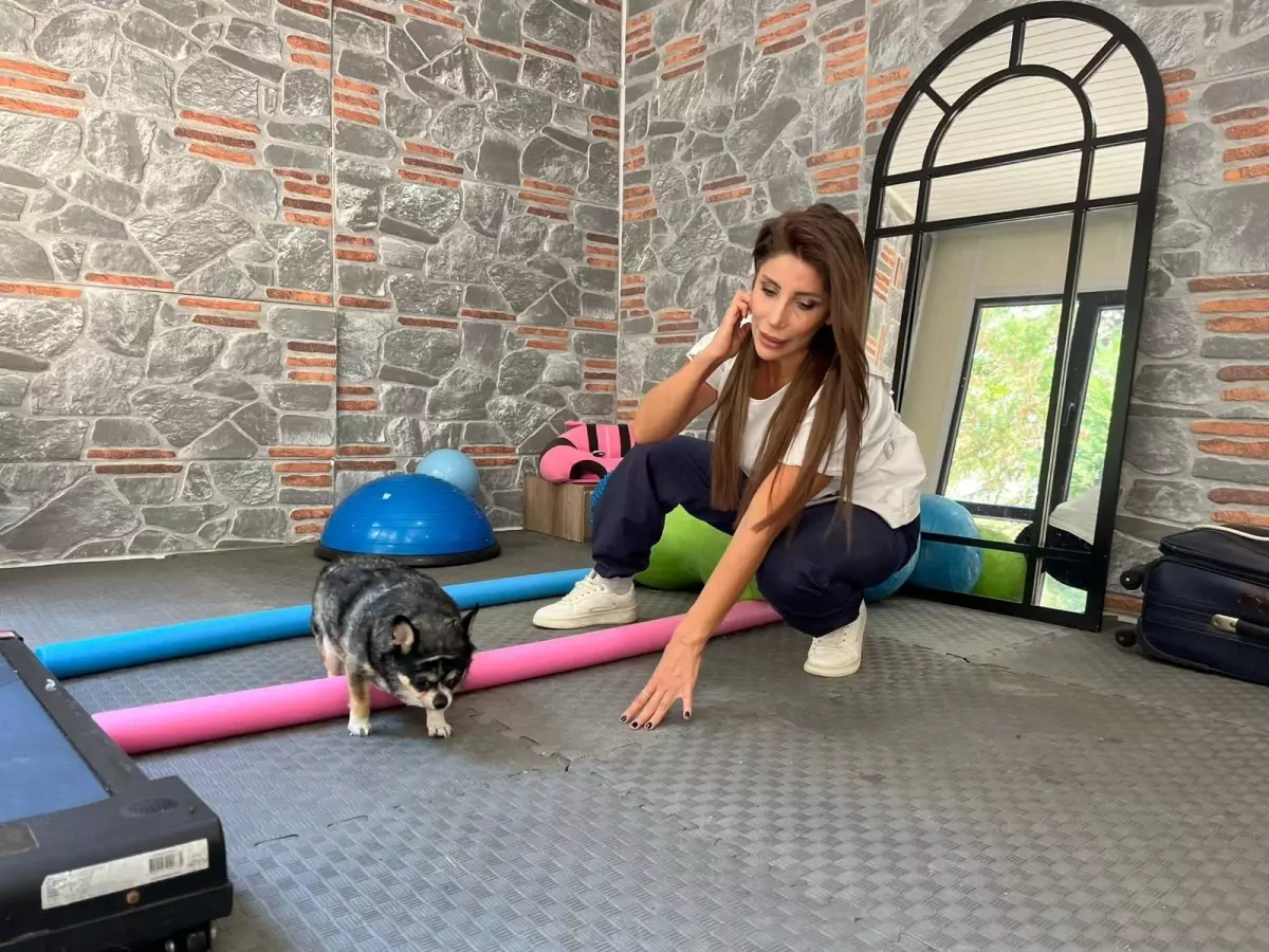 Görme Engelli Chihuahua ‘Mia’nın Zayıflama Mücadelesi