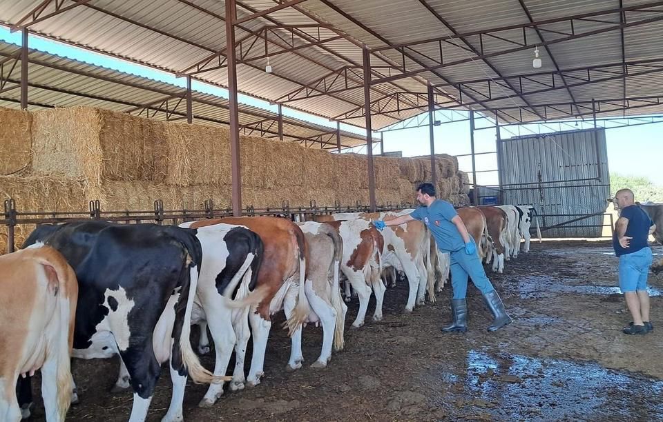 AYDIN KÖŞK İLÇESİ ŞAP HASTALIĞINDAN DOLAYI KARANTİNAYA ALINDI!!